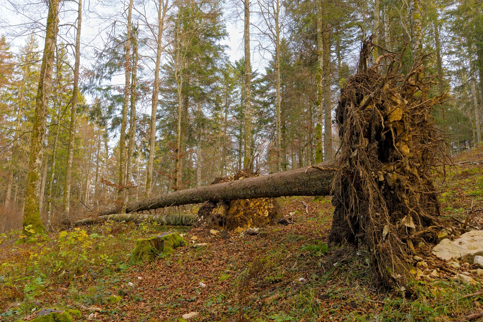 Enlèvement arbre urgence équipe à Draguignan